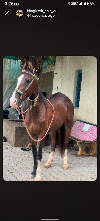 ઘોડી વેચવાની છે