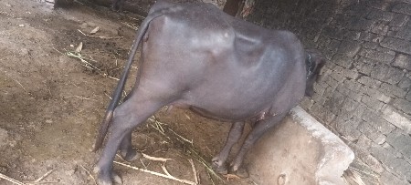 ખડેલી વેસવાનિ છે