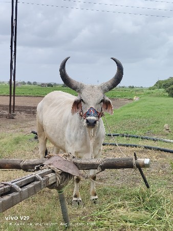 બળદ વેચવાનો છે
