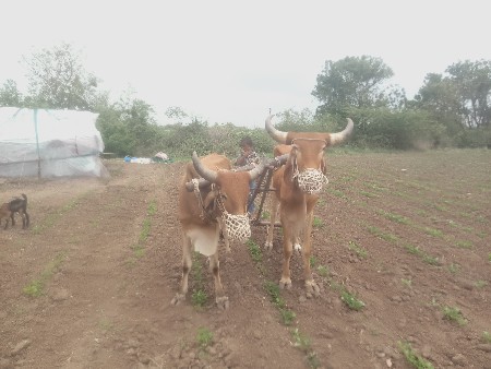 આ ગોદલા વેચવાના છે બધી માં ચાલતા