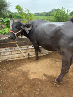 Phelu vetar