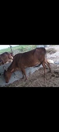 સાટા માં દુજણી ભેશ હાલે
