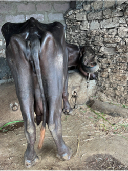 8.5…થી ..9 મહિના ગાભણી