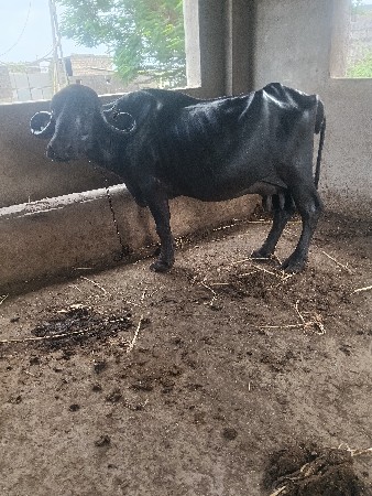 3 જુ વેતર ભેંસ વેચવાની છે