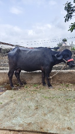 ભેંસ વેચવાની છે 10દીવસ ની કાચી