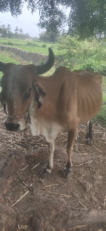 ગાય વેચવાની છે