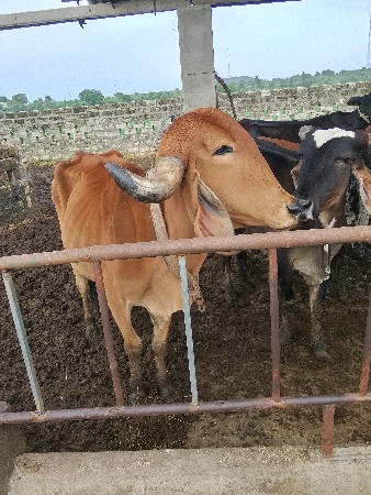 વેચવાની છે