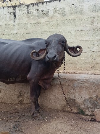 ભેંસ વેચવા ની છે