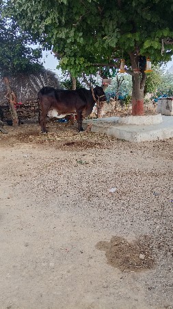 વેચવાની