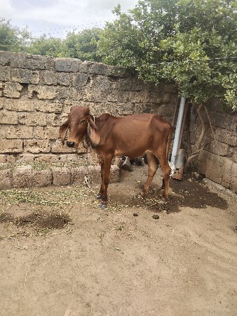 એક આખી બ્લેક   
એક લાલ