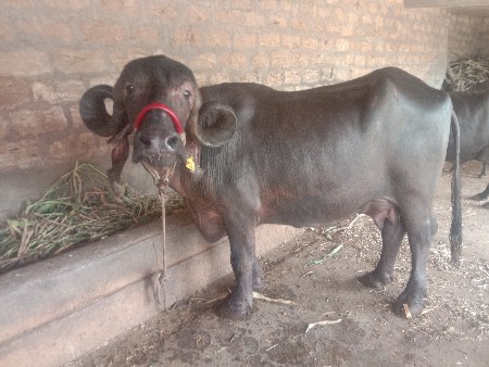 ભેસ.જાફરાબાદી