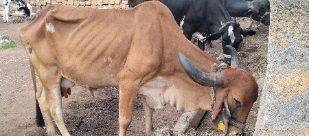 ગાયો વેચવાની છે