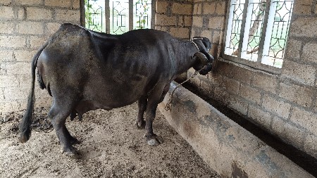 ભેષ વેચવા ની છે