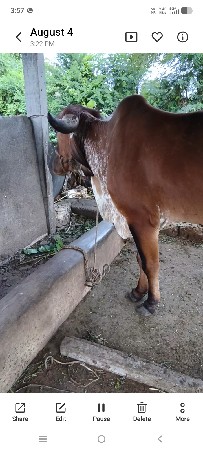 હોડકિનાસાટાકરવાછે