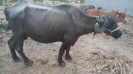 ભેશ વેચવાની છે