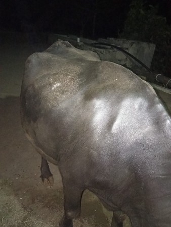 આ ખડેલુ વેચવાનું છે