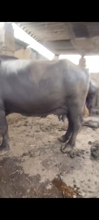 આ ભેંશ વેશવાની છે વેતર ત્રીજું દ