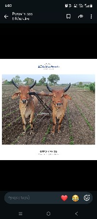વાશડા વેશવાના છે પેલી ધરના છે