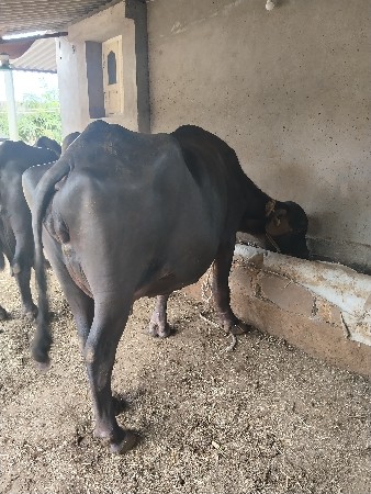 ભેસ