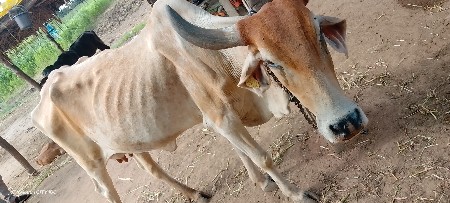 ભુરી,ગાય