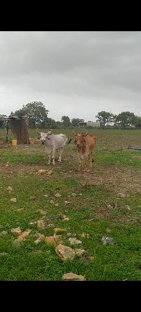 વેચવા છે ભાઈ આપેલા છે ભગવાન