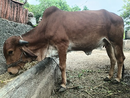 આ હોડકી વેચવાની છે