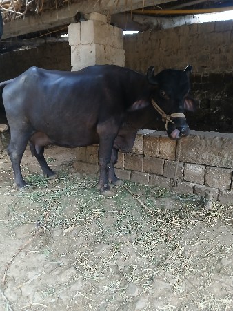 ઓરીજનલ બની ભેંસ વેચવાની છે