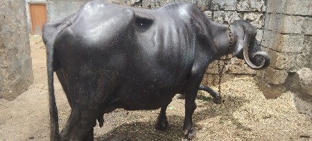 આ ભેંસ વેચવાની છે