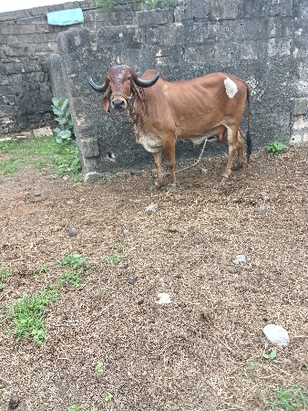 a gaye Swami ji