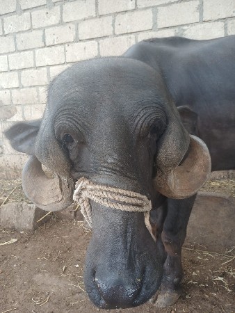 પાડી છે ઓરીજનલ જાફરાબાદ