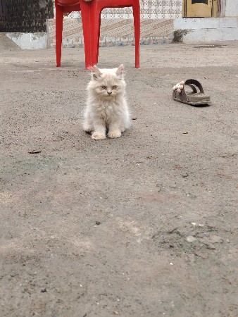 cat mela devano che