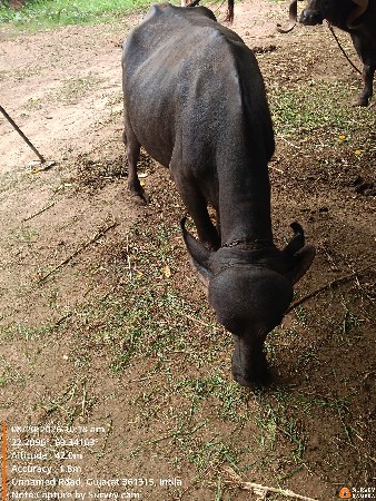 ભેંશ વેચવાની છે 20 દિવશ ની વાર