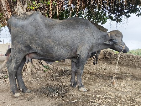 ખડેલી વેચવાની છે