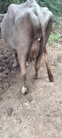 ભેંસ વેચવાની છે