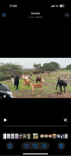 Bakra bakri vechvana cha