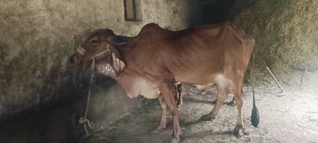 ગીર ગાય વેચવાની છે