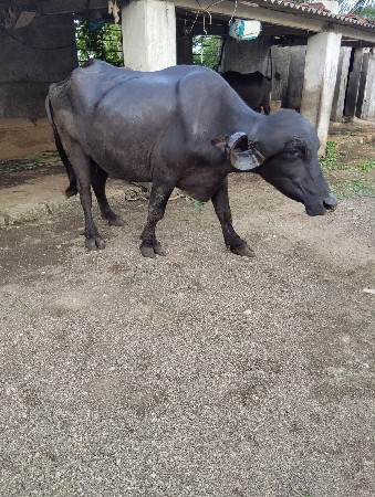 પેલવેતરિ ગાભણીસે દસદીવકાસીસે