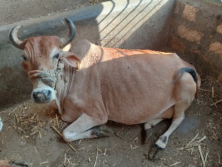 ગાય આપીદેવાનિ છે