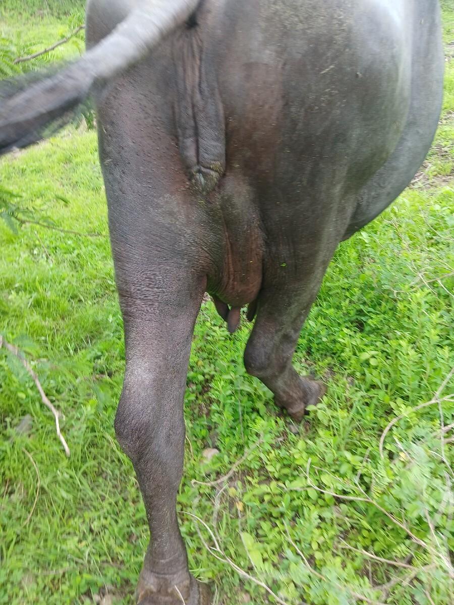 3 vetar 63550 44751