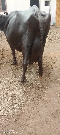 ભેંસ વેચવાની છે