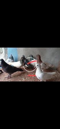કબુતર