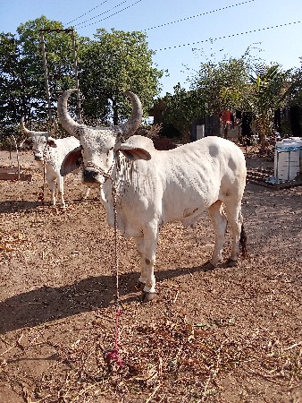 વેચવાના સે