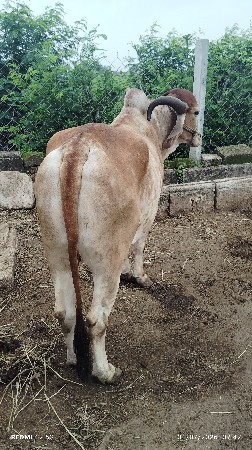 બળદ બળદ