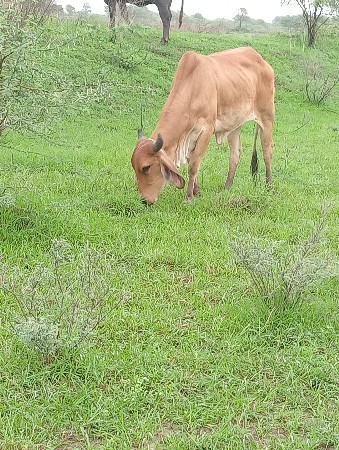 હોટકિ દેવાનીસે