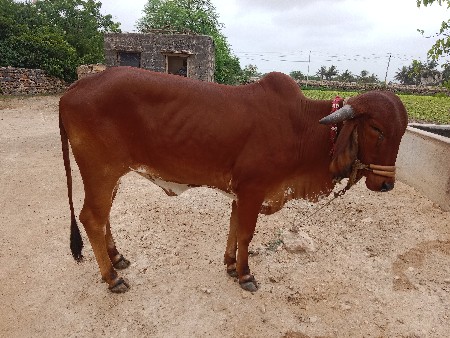 હોડકી