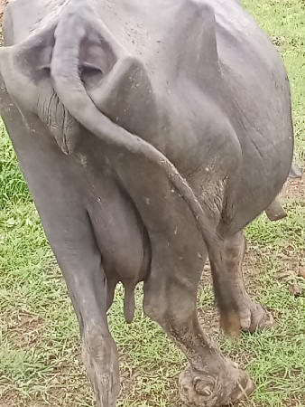 ભેંસ વેચવાની છે