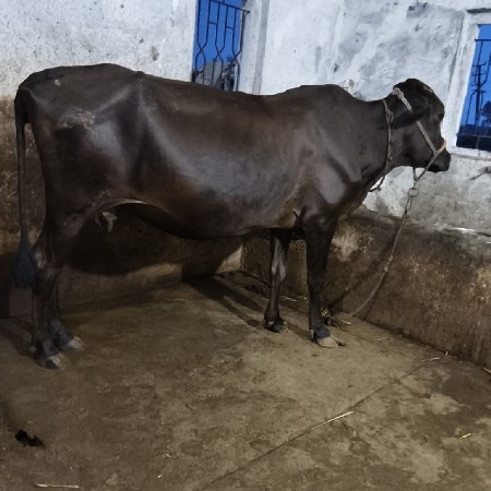 ગાય વેચવાની છે