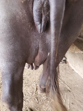 ભેસ વેસવાની સે/ 9979026239
