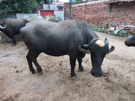 ખડેલ  વેચેવા છે