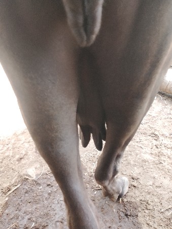 ભેંશ વેસવાની છે